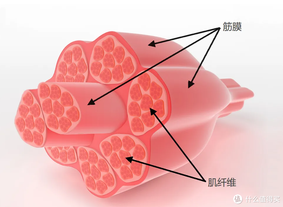 筋膜枪到底是不是智商税？当心三大风险弊病