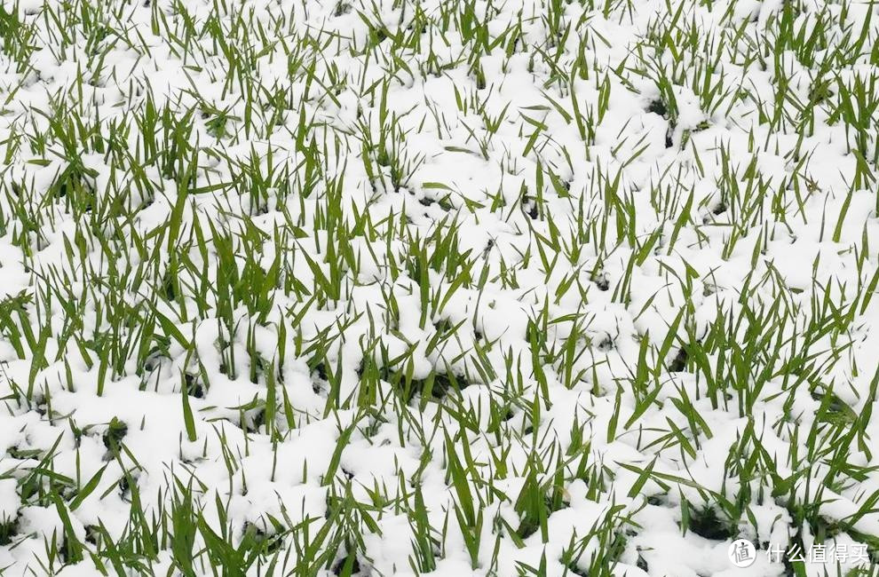 “雪落八九头，遍地起坟头”，今日进八九，降雪啥预兆？