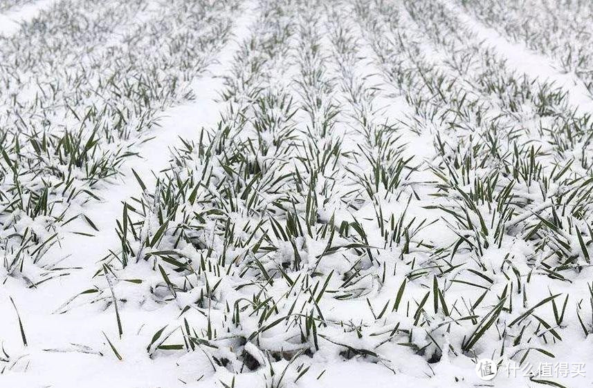 “雪落八九头，遍地起坟头”，今日进八九，降雪啥预兆？