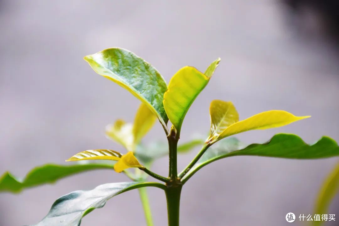 咖啡第一好喝！不到20块吃到撑！这小城舒服到我不想走了