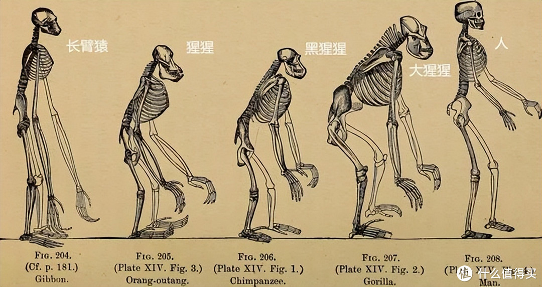 生孩子痛苦是进化的bug吗？