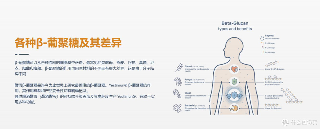 酵母β-葡聚糖，调节免疫力的正确打开方式