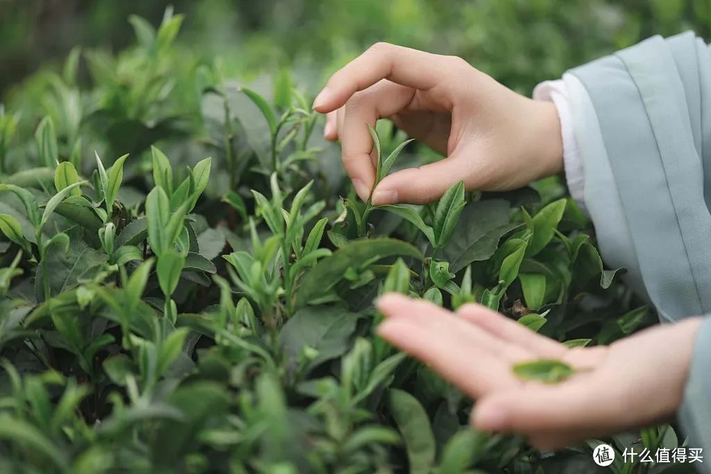 四川茶博会 不饮春茶鲜，怎知春光美？