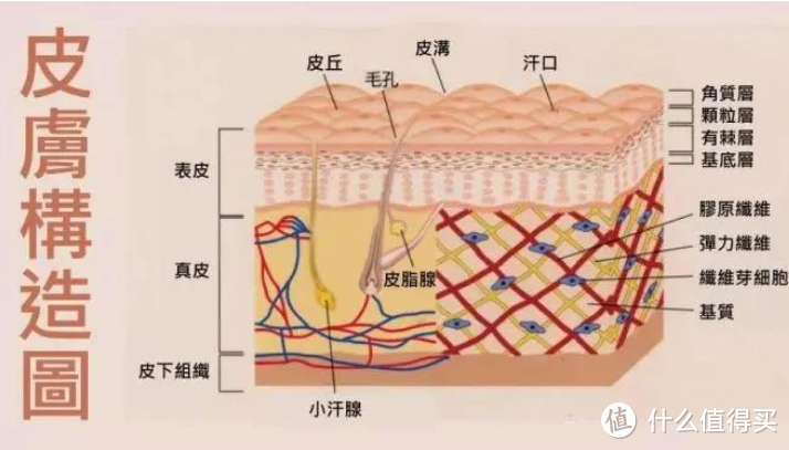 皮肤构造图