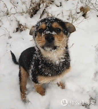 为什么不建议投喂“流浪狗”?看完后,太让人心疼了
