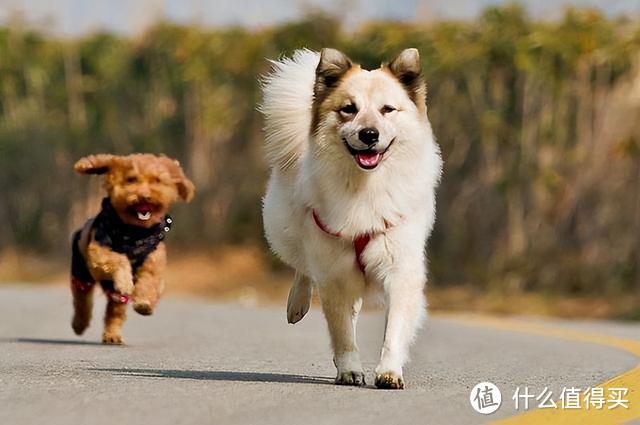 狗狗突然满屋“疯跑”，是想告诉你这些，可别不懂！