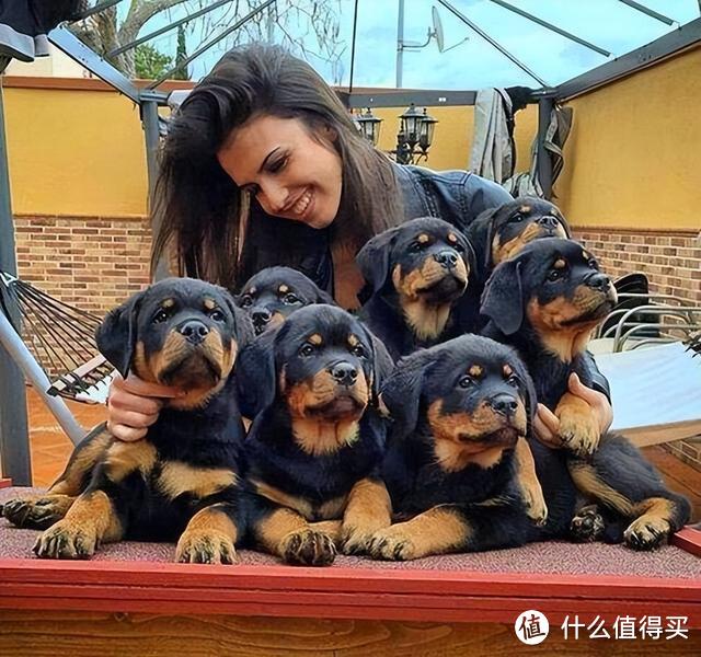 这7种忠诚度高的狗狗，不养一只，太可惜了！