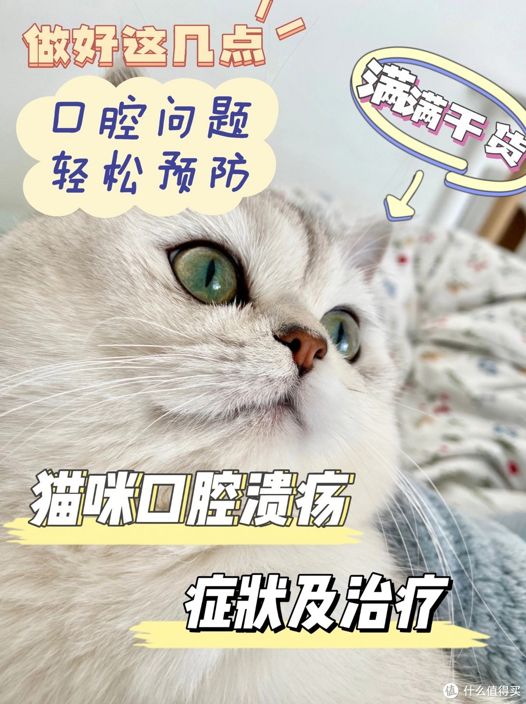 多希望我家猫咪口腔溃疡时，有人告诉我