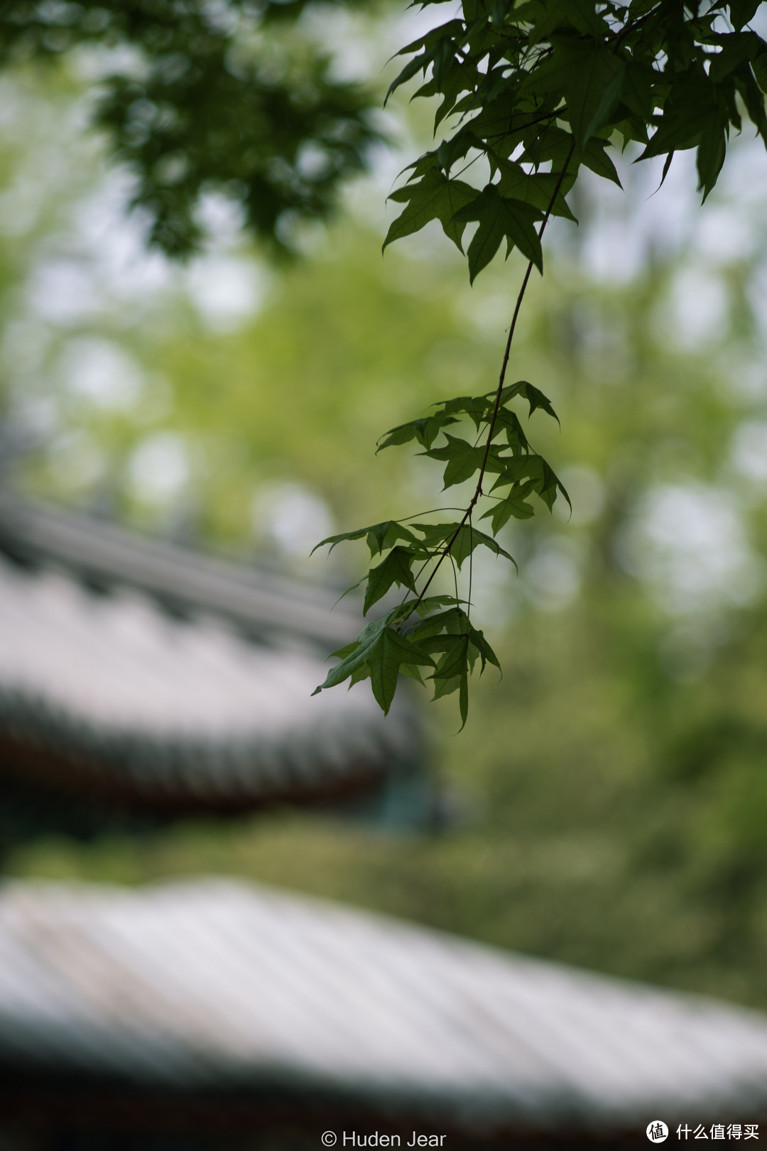 奥林巴斯OM 200mm F4，小巧与高素质的胶片时代长焦