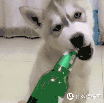 为什么“哈士奇”弃养率居高不下?过来人:这几点遭人嫌!