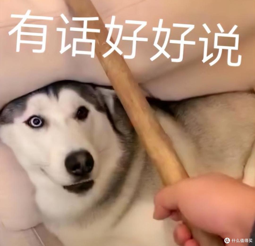 为什么“哈士奇”弃养率居高不下?过来人:这几点遭人嫌!