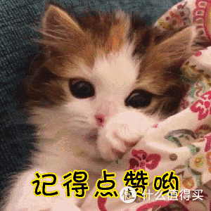 为什么“哈士奇”弃养率居高不下?过来人:这几点遭人嫌!