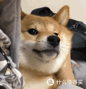 你家狗有这10种表现,说明它“智商很高”,可别小瞧了!