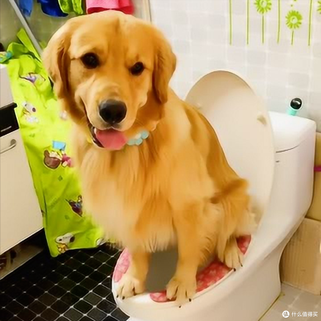 你家狗有这10种表现,说明它“智商很高”,可别小瞧了!