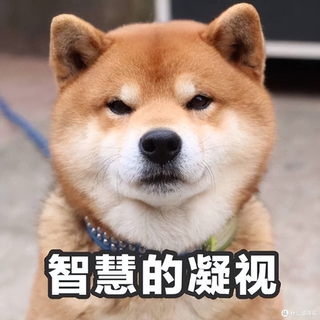 你家狗有这10种表现,说明它“智商很高”,可别小瞧了!