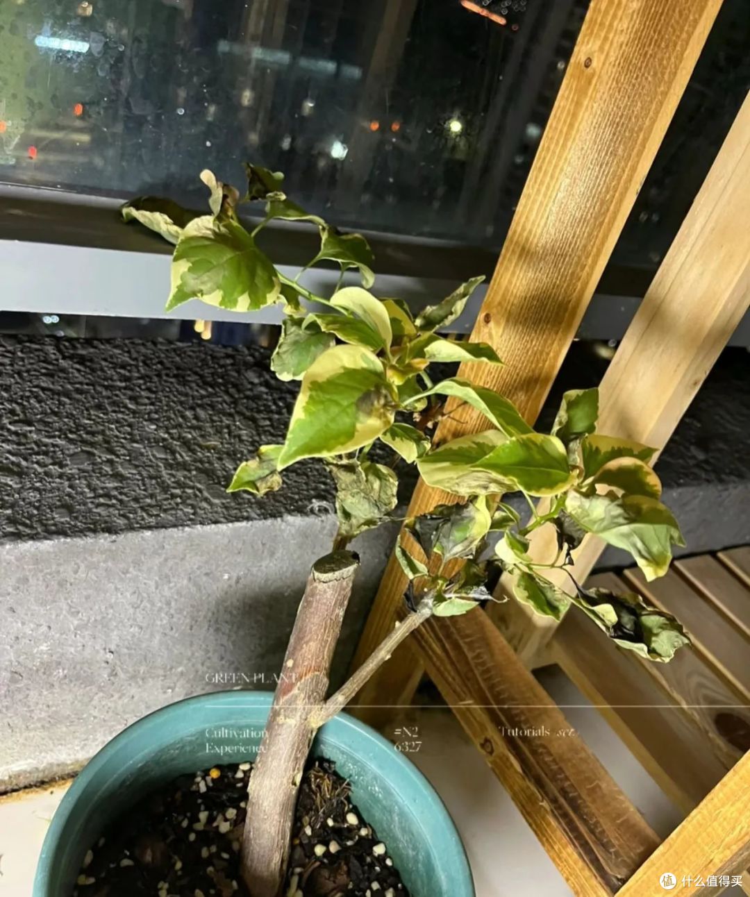 下次再买三角梅,一定坚持“5不选”,不是执拗,而是经验和教训