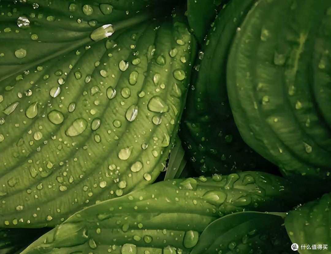 植物是如何对抗微生物的?