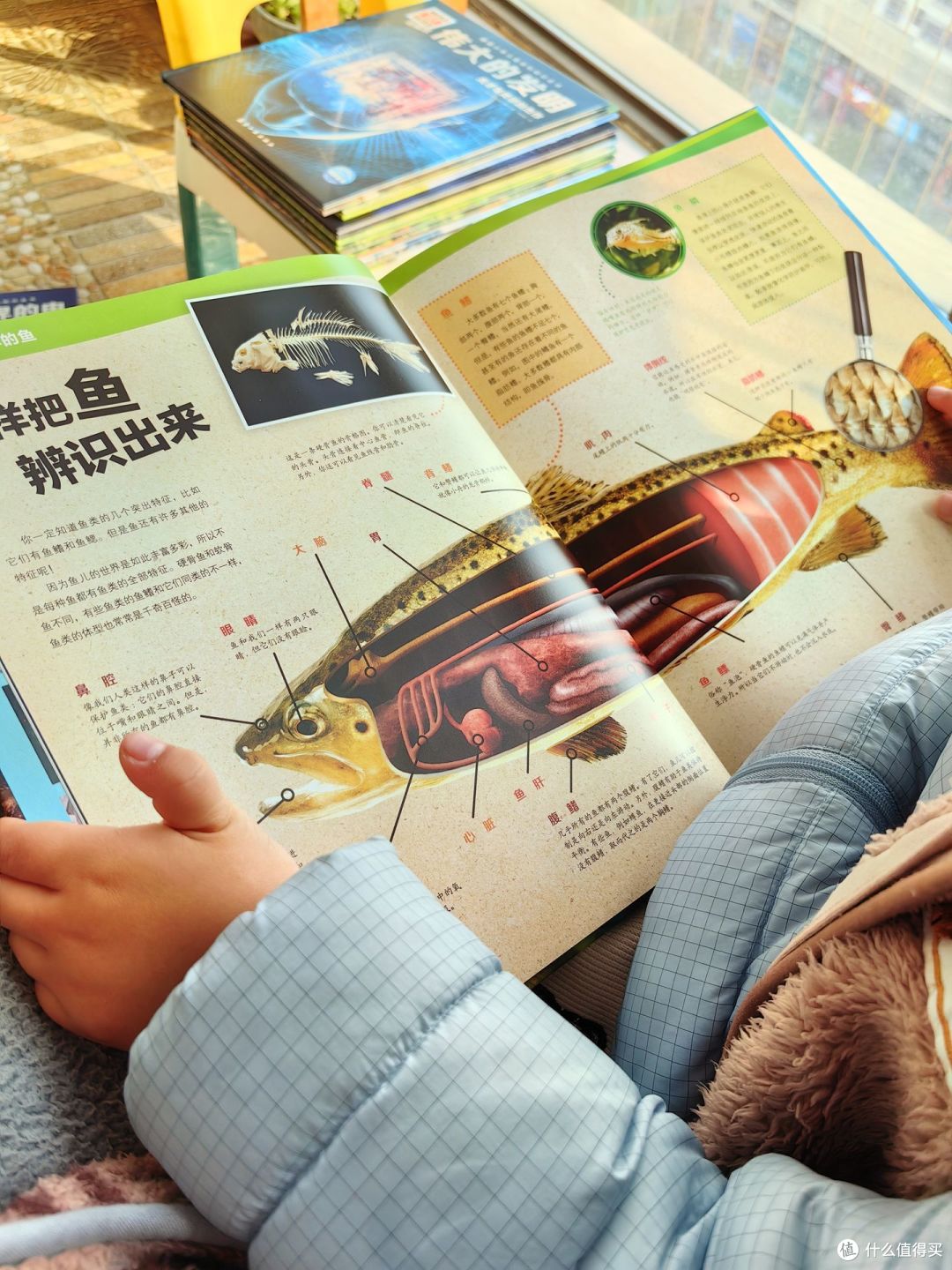 不愧是董宇辉推荐的少儿百科全书,孩子看入迷了!