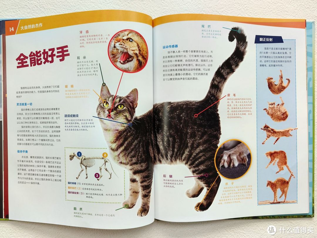 不愧是董宇辉推荐的少儿百科全书,孩子看入迷了!