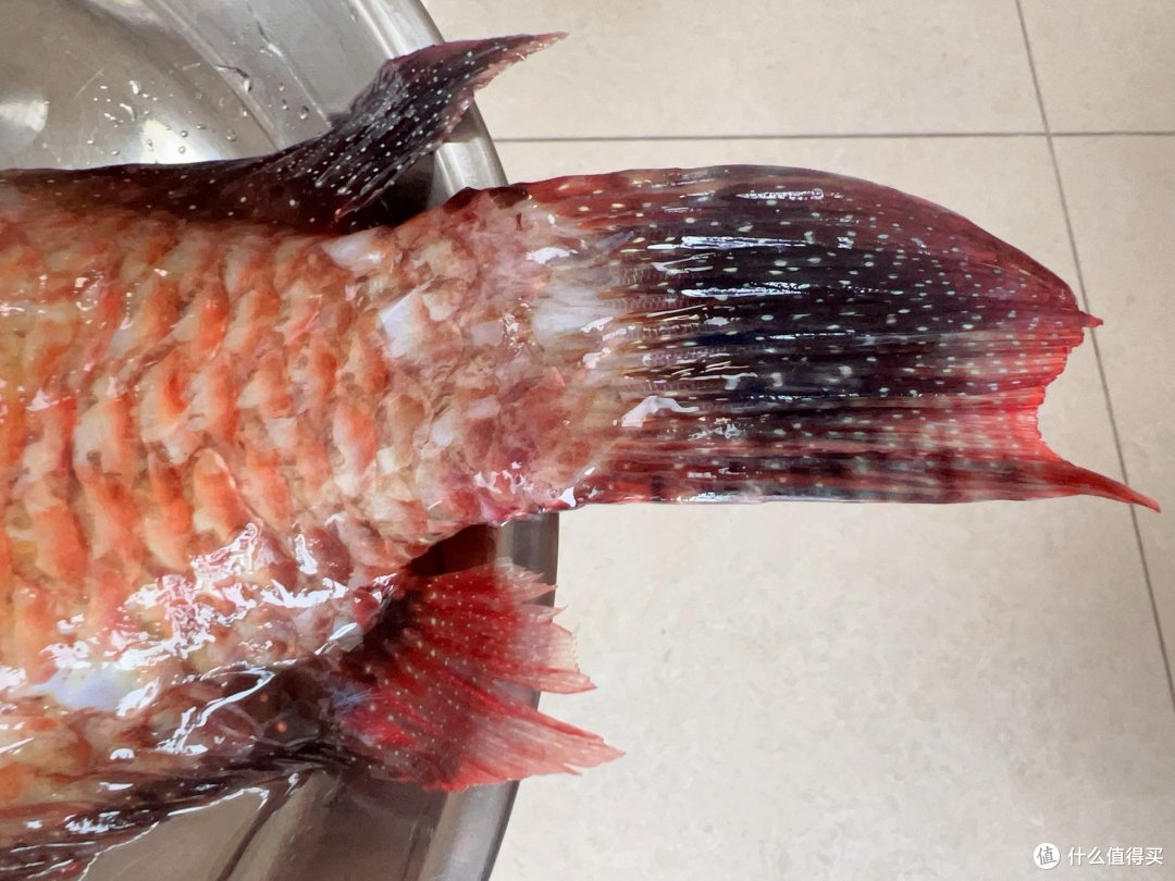 吃不吃东星斑,都要试试彩眉鱼