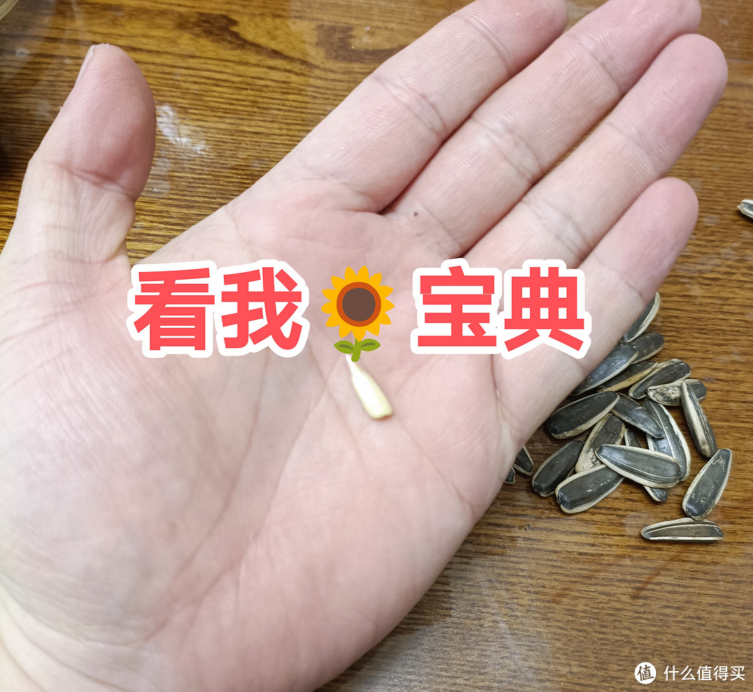 加班季，必须有葵花🌻宝典