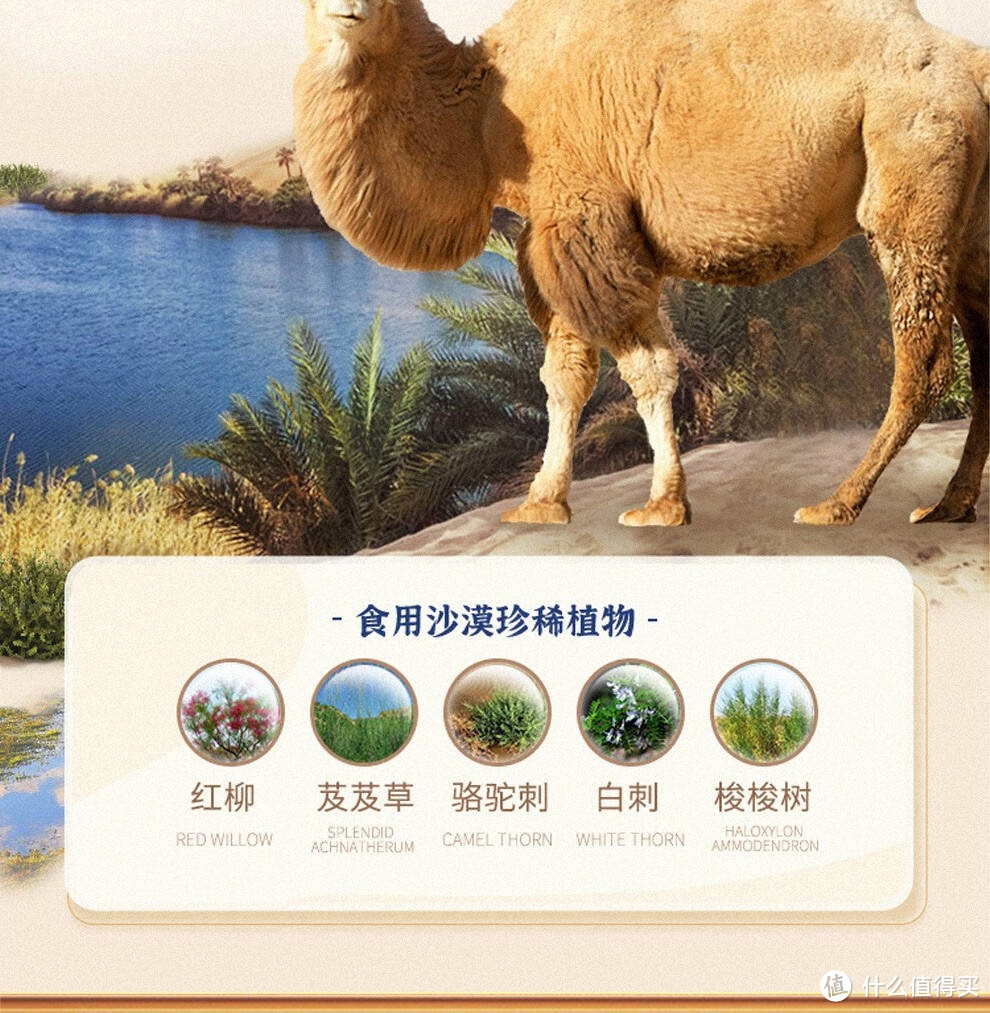 养多冠骆驼奶粉：沙漠之舟的滋养传奇