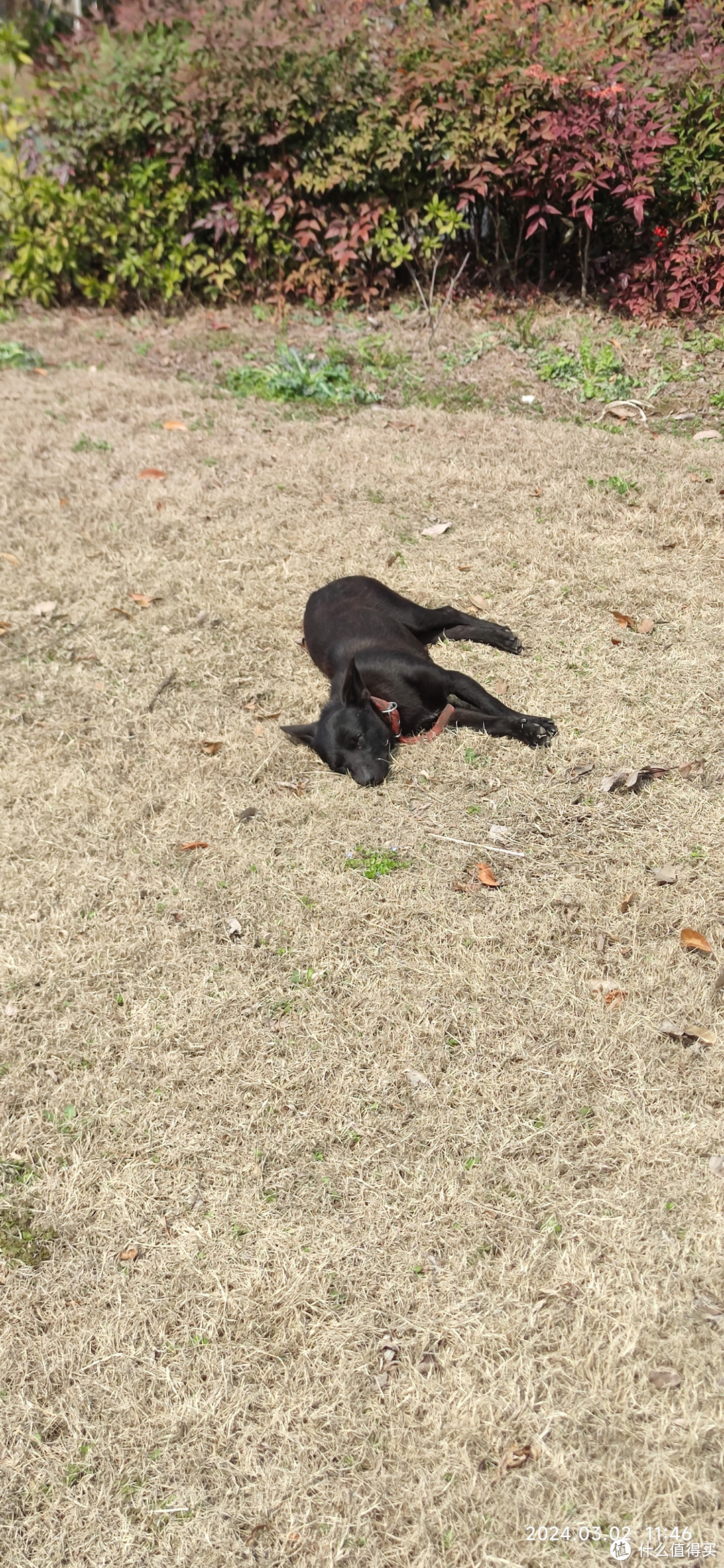午饭后踏青，偶遇河里的鸭子和躺着晒太阳的小黑狗！