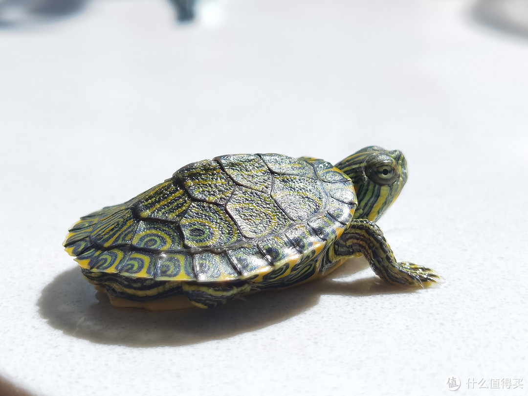 养龟日记：我养了几十种乌龟的这些年
