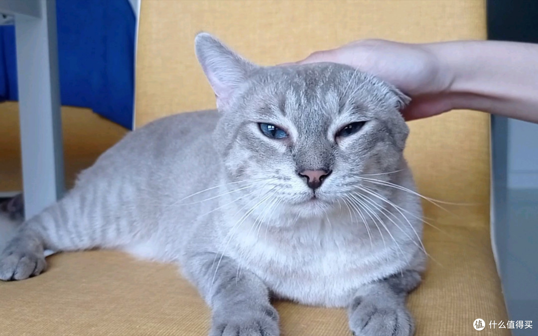 原来主人摸“猫头”时,在猫咪眼里,不是表达爱意!_猫咪_什么值得买