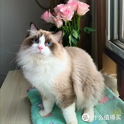 养布偶猫一周，我没有一天是开心和轻松的，还要继续养吗？