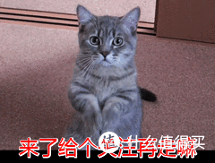 养布偶猫一周，我没有一天是开心和轻松的，还要继续养吗？