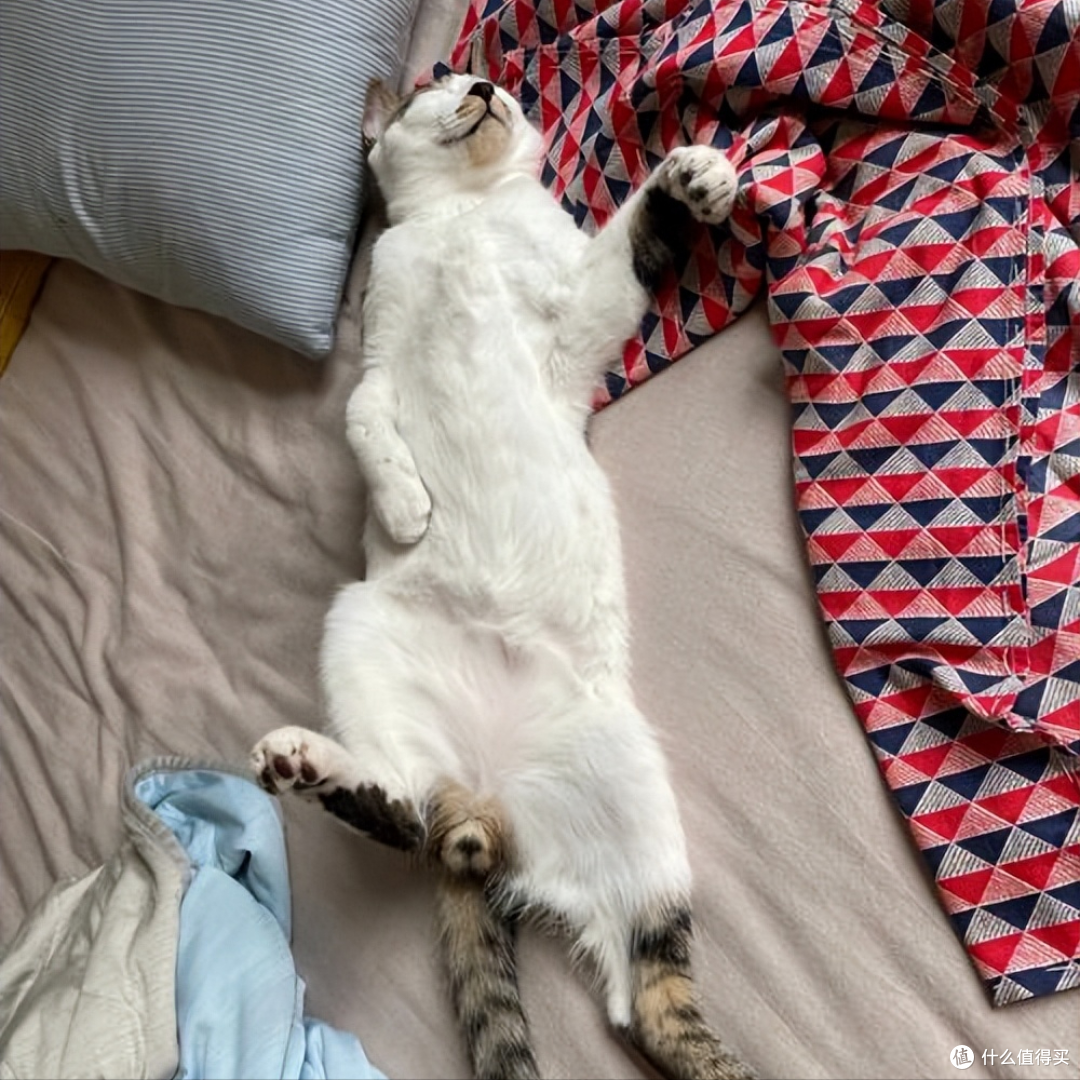当一只猫出现这9种迹象,说明被你“养熟”了!