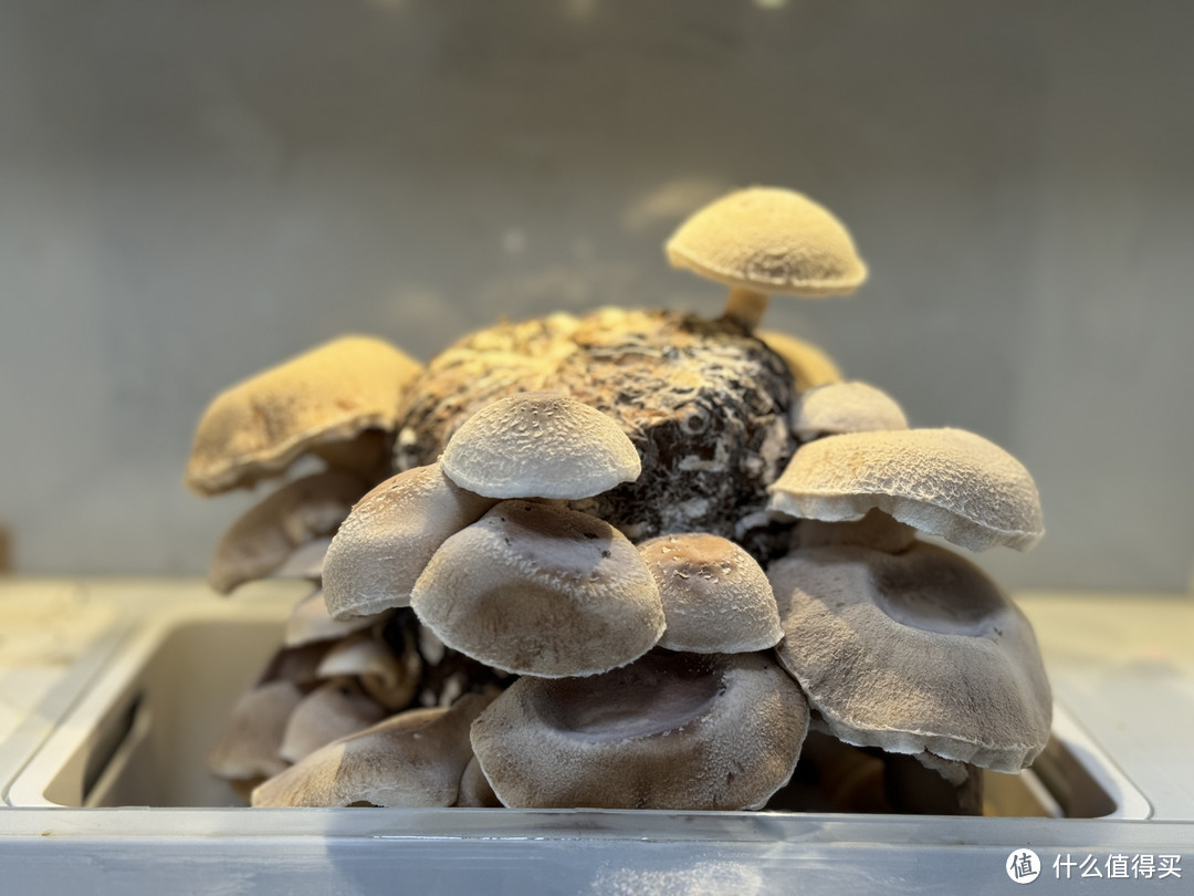 轻松在家种出自己的有机蘑菇,超级菇菇蘑菇生态箱体验!