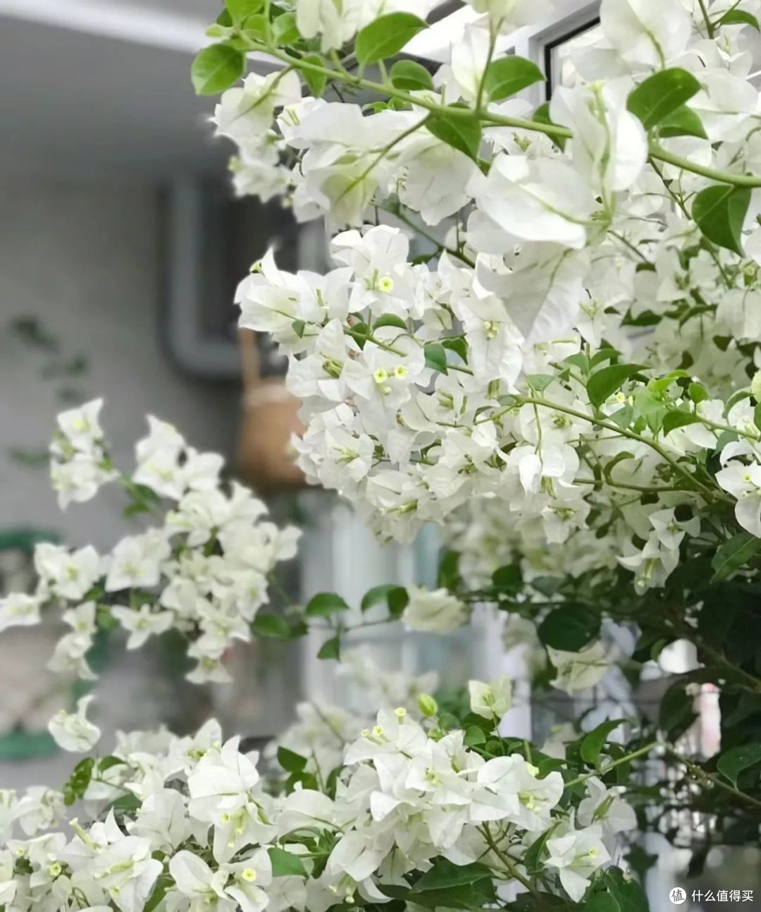 浙江一36岁小姐姐，因“白雪公主三角梅”而走红，清雅又治愈