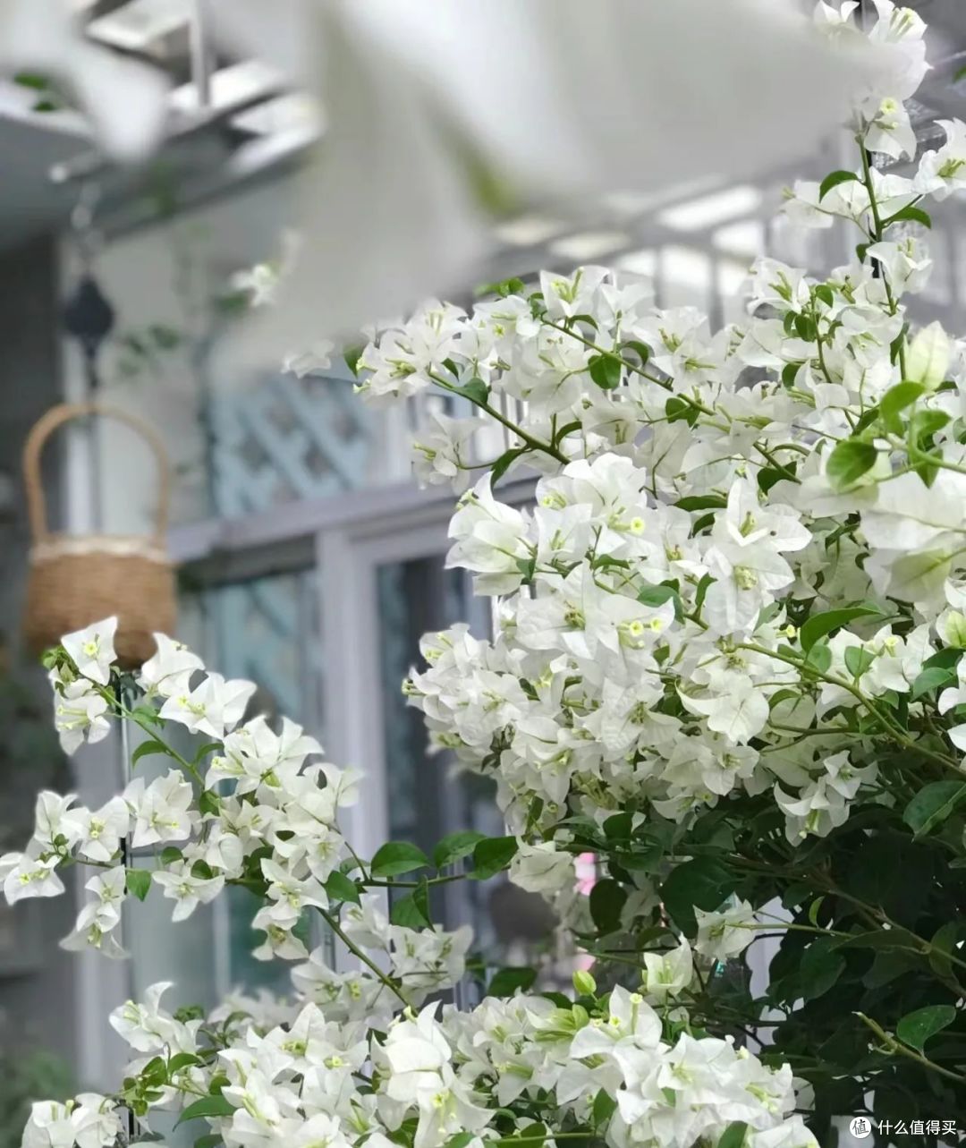 浙江一36岁小姐姐，因“白雪公主三角梅”而走红，清雅又治愈