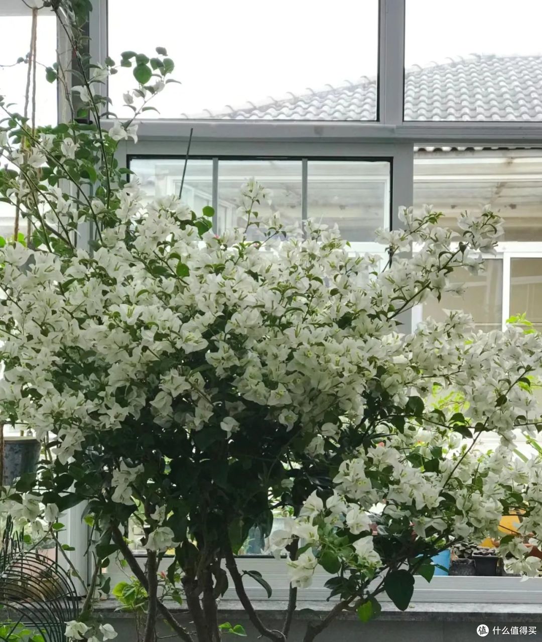 浙江一36岁小姐姐，因“白雪公主三角梅”而走红，清雅又治愈