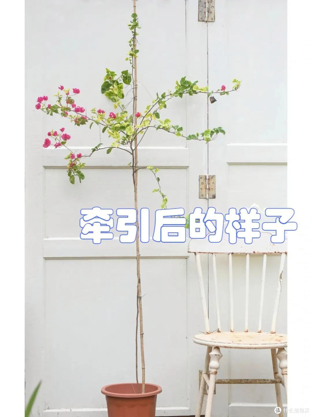 浙江一36岁小姐姐，因“白雪公主三角梅”而走红，清雅又治愈