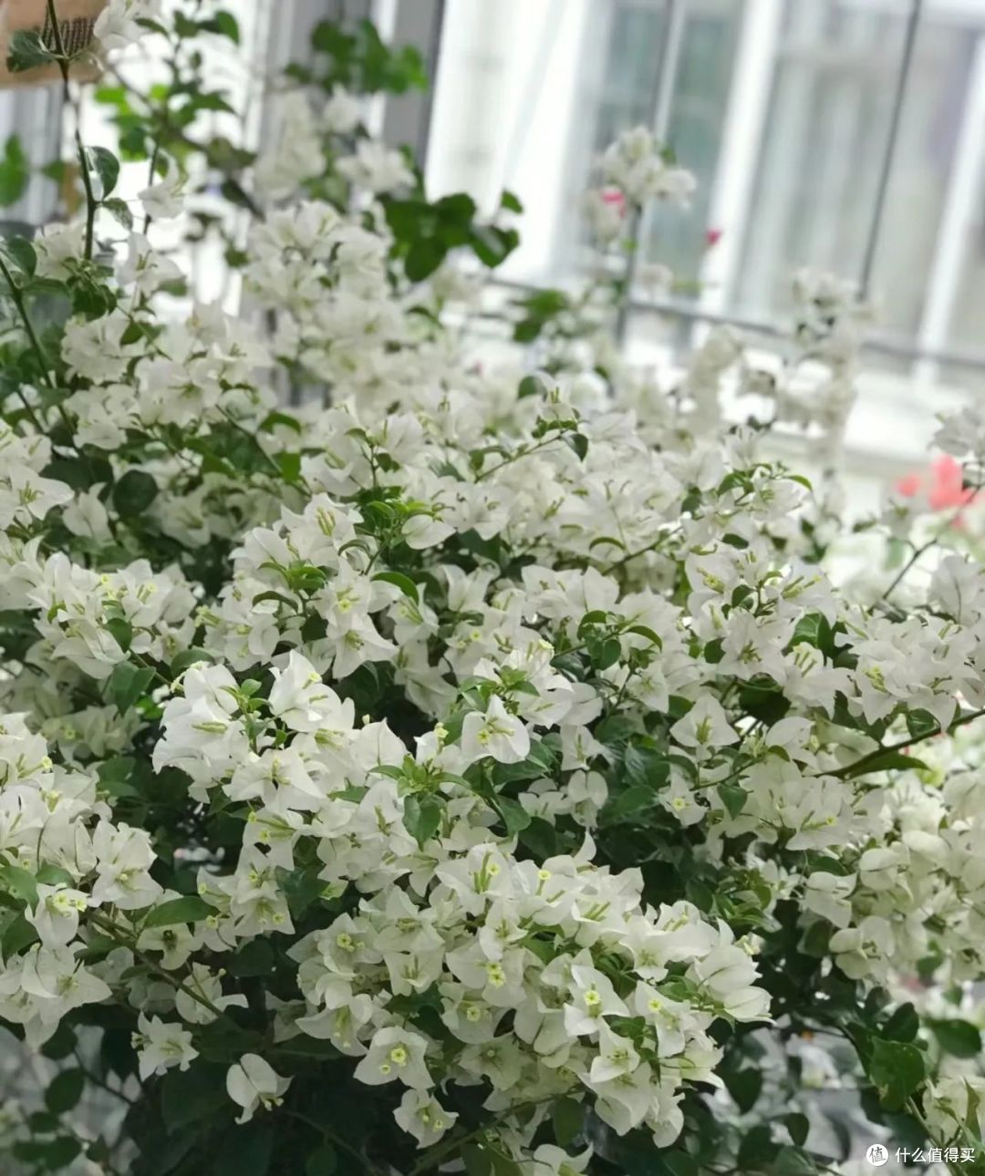 浙江一36岁小姐姐，因“白雪公主三角梅”而走红，清雅又治愈