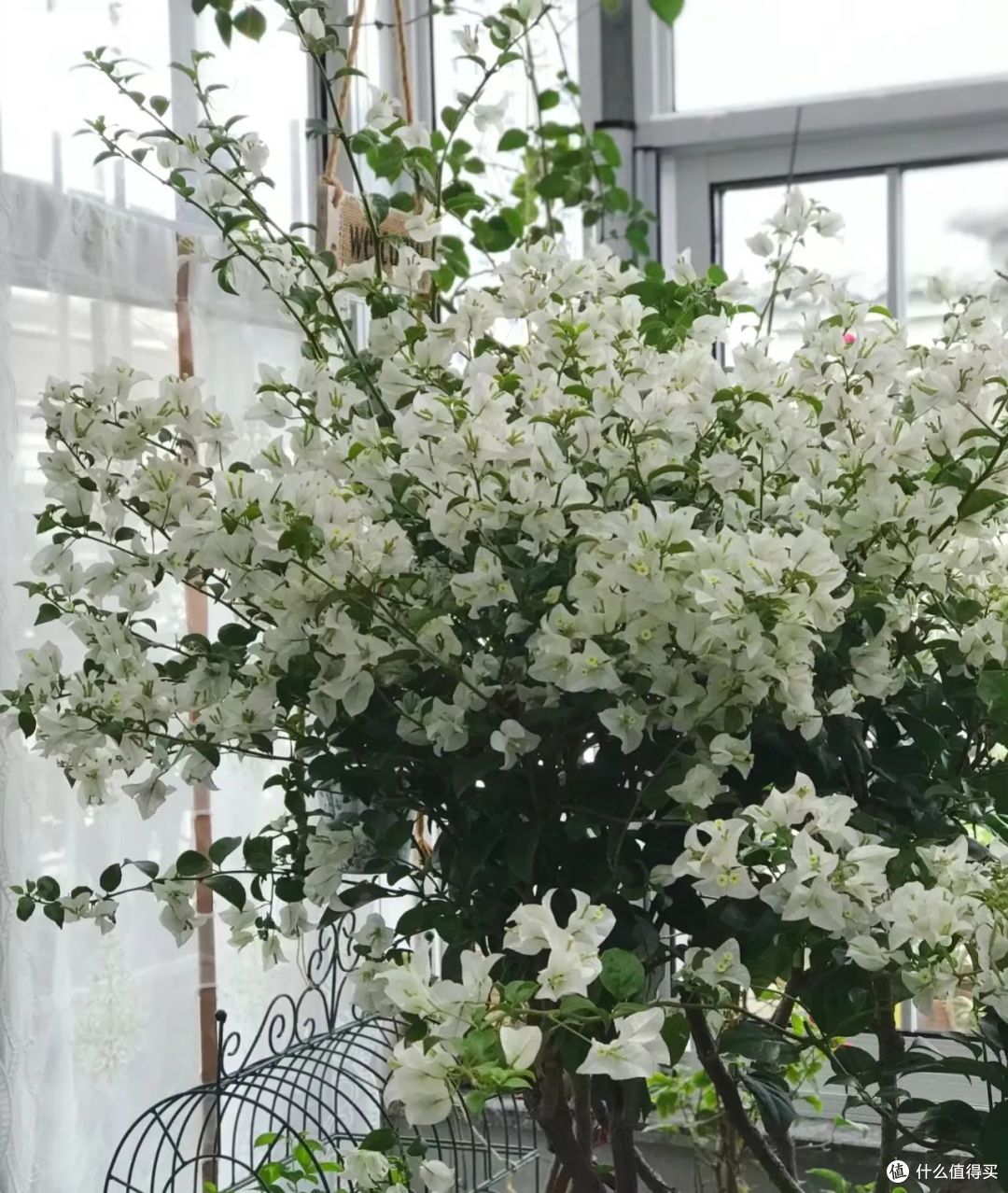 浙江一36岁小姐姐，因“白雪公主三角梅”而走红，清雅又治愈