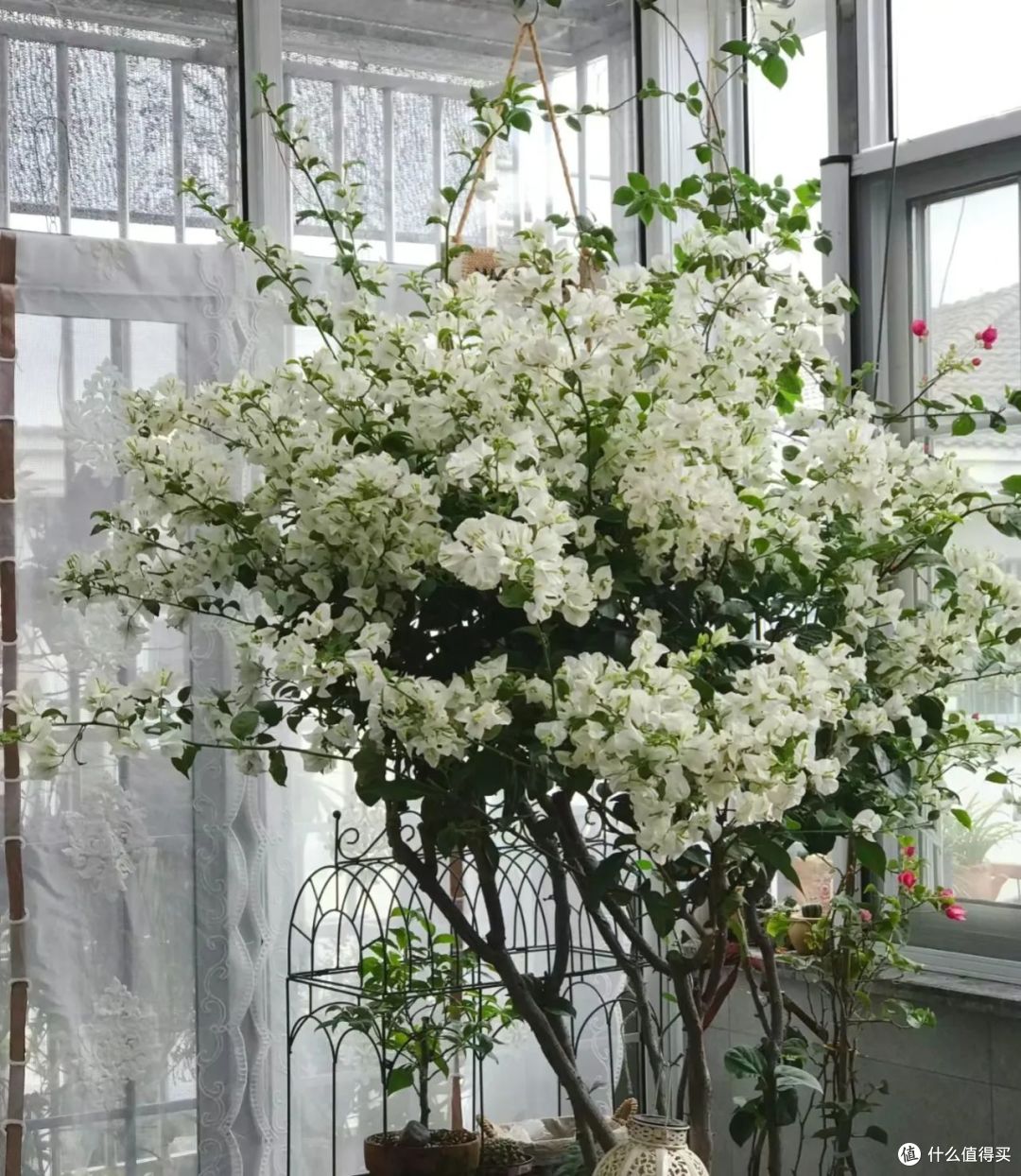 浙江一36岁小姐姐，因“白雪公主三角梅”而走红，清雅又治愈