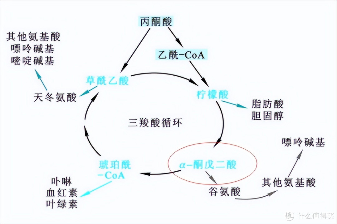 护肤界中的哪些成分的命名让你耳目一新？