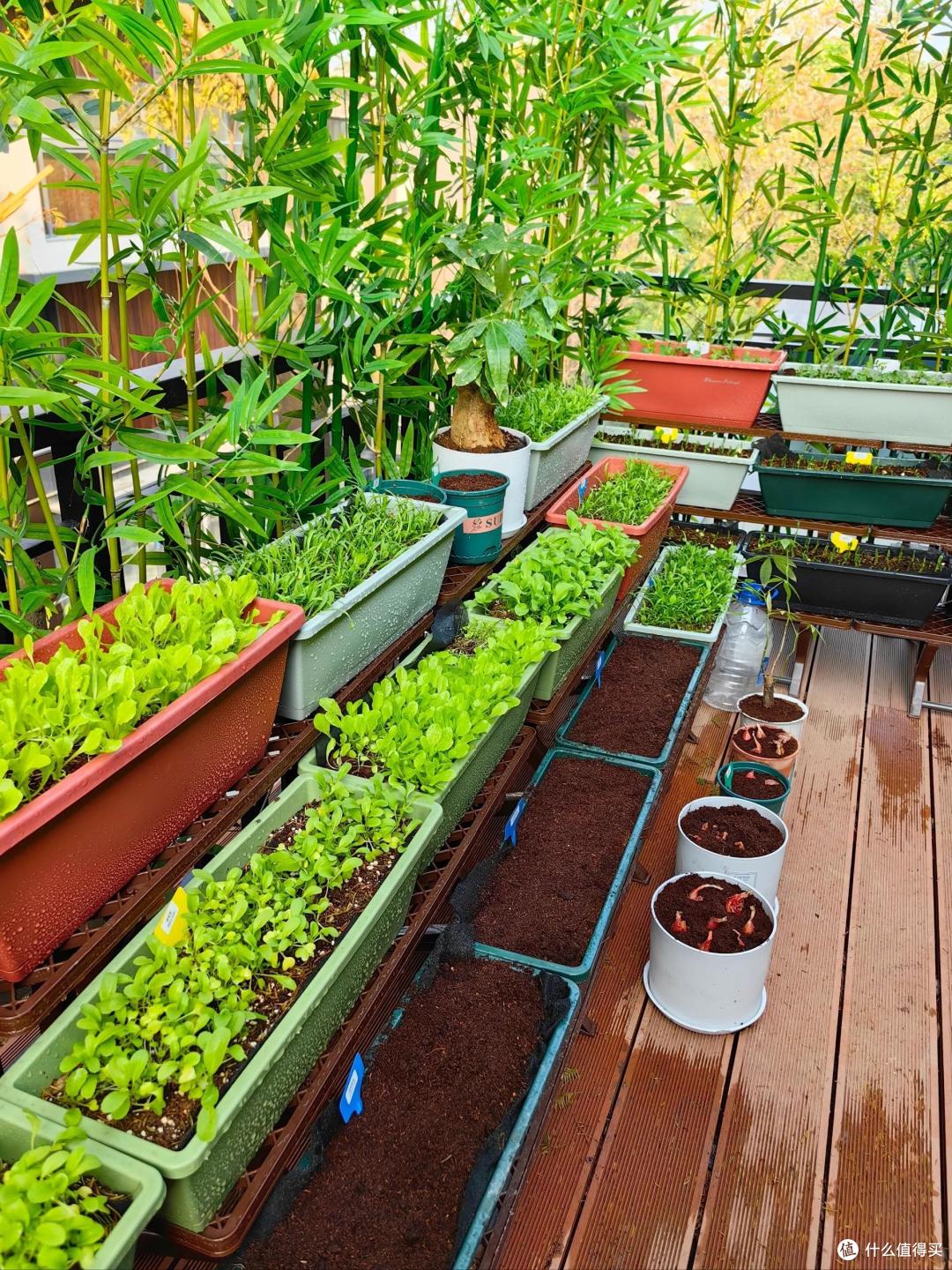 深圳一大叔,因"阳台半亩菜地"而走红,网友:奢华中的低调_园艺用品