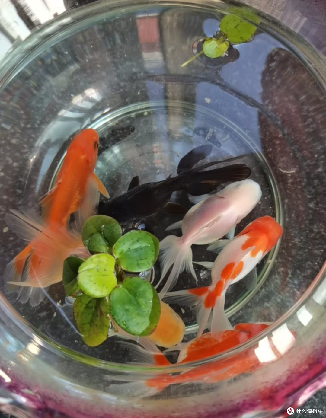 基础版金鱼饲养指南！