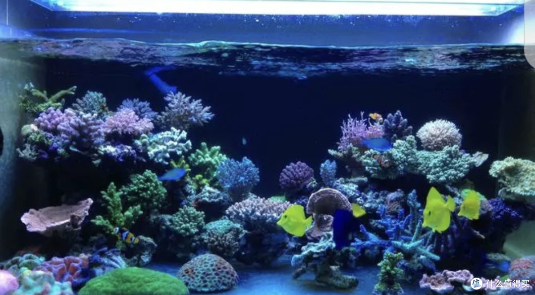 水族造景之我见——给喜欢水族的小白