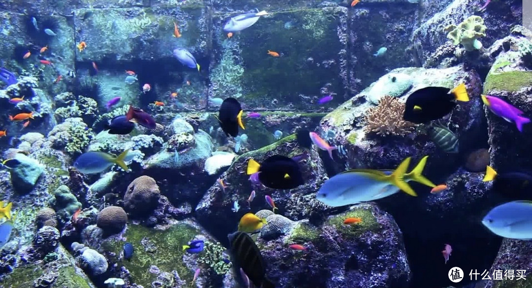 水族造景之我见——给喜欢水族的小白