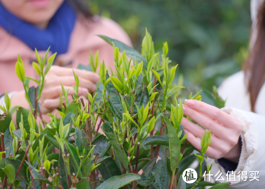 不负时间馈赠，努力活成自己喜欢的样子～38礼遇分享