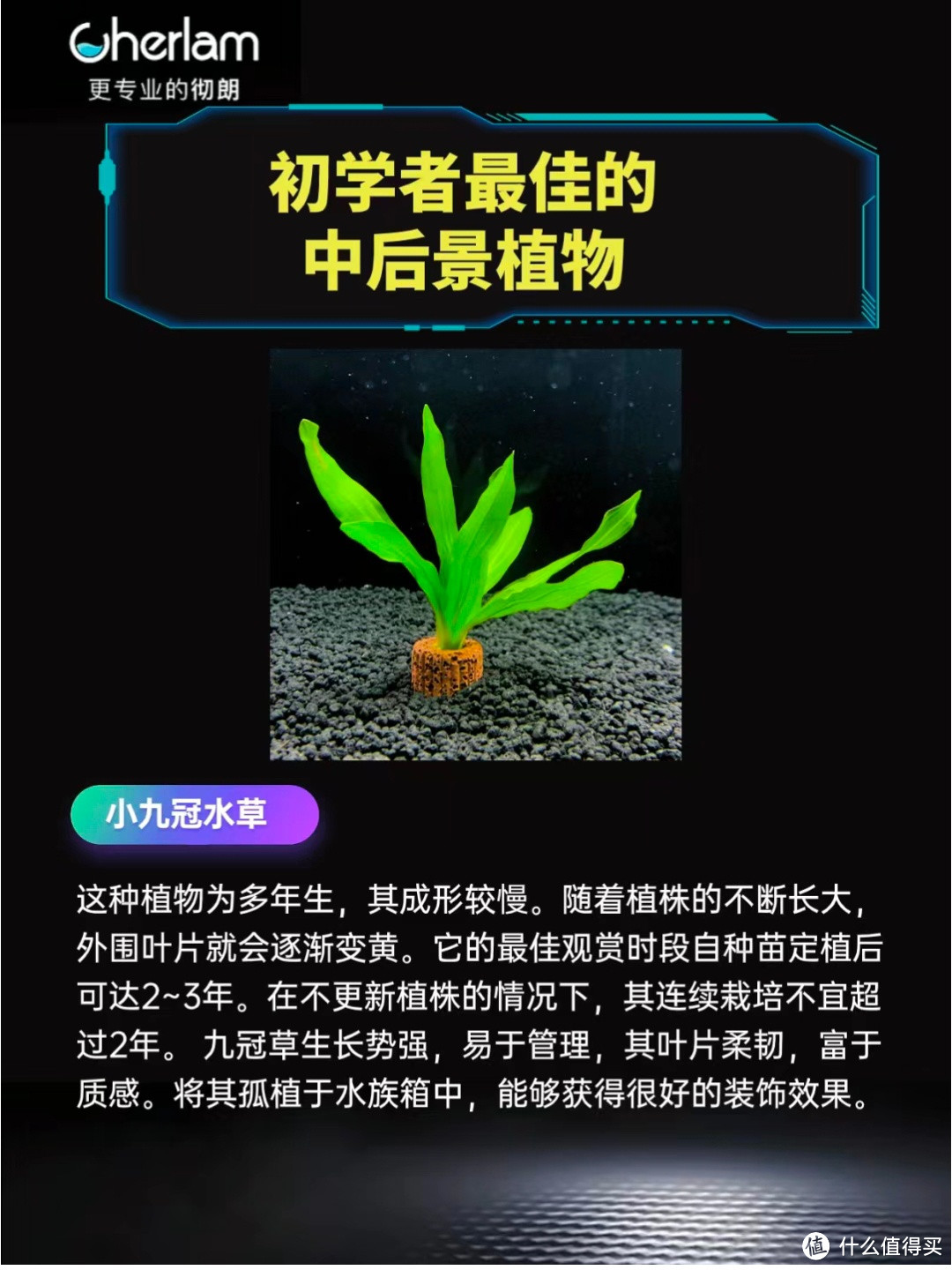 初学者最佳的中后景植物