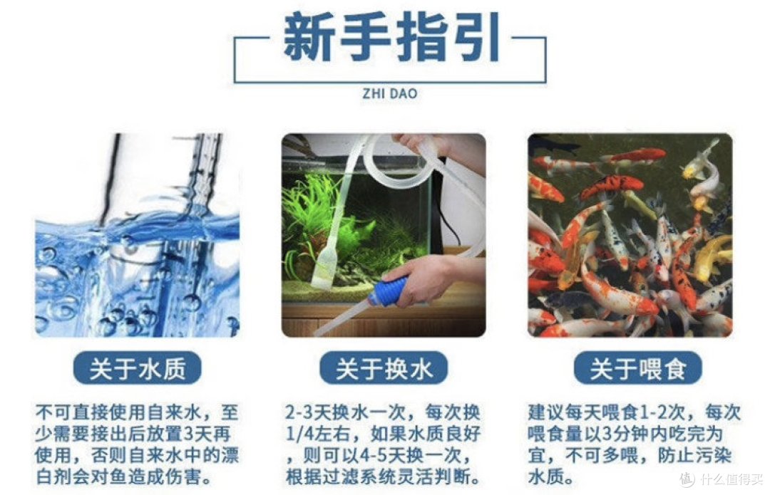 如何选购观赏鱼?观赏鱼类型及选购要点