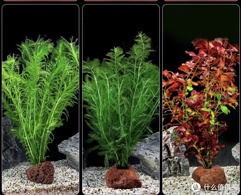 水族植物：类型、选购要点及养护攻略
