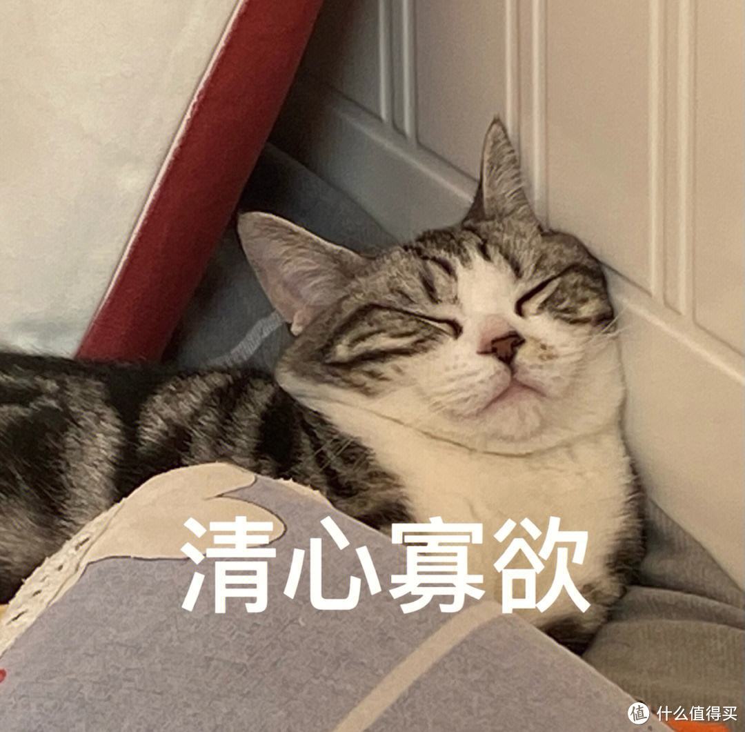 为什么美短猫被称为“完美之猫”？网友：养了就不想换猫